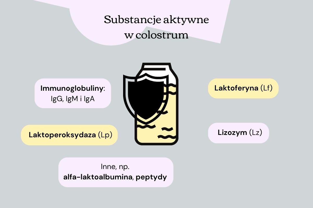 Infografika prezentuje, na co potencjalnie może wpływać colostrum: na odporność, jelita, górne drogi oddechowe, stan zapalny