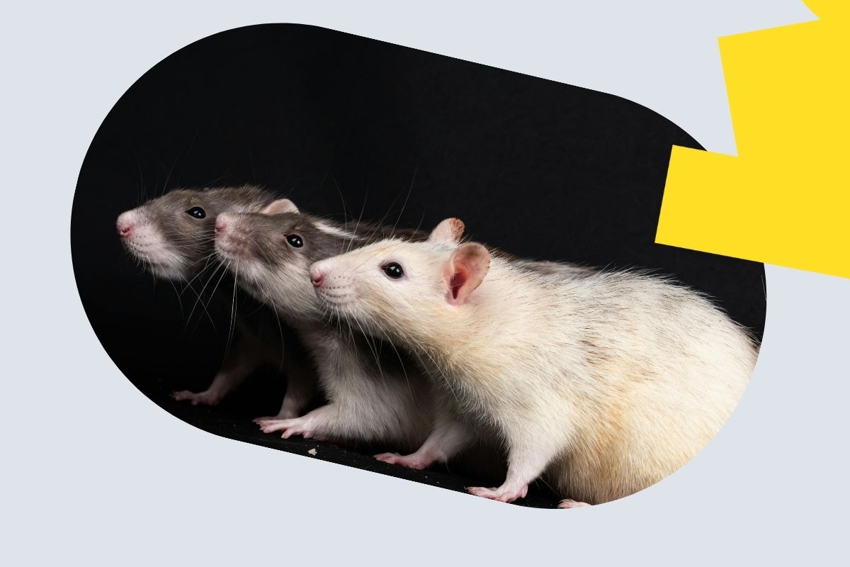 Wiele badań kolagenu UC-II naukowcy prowadzili na szczurach