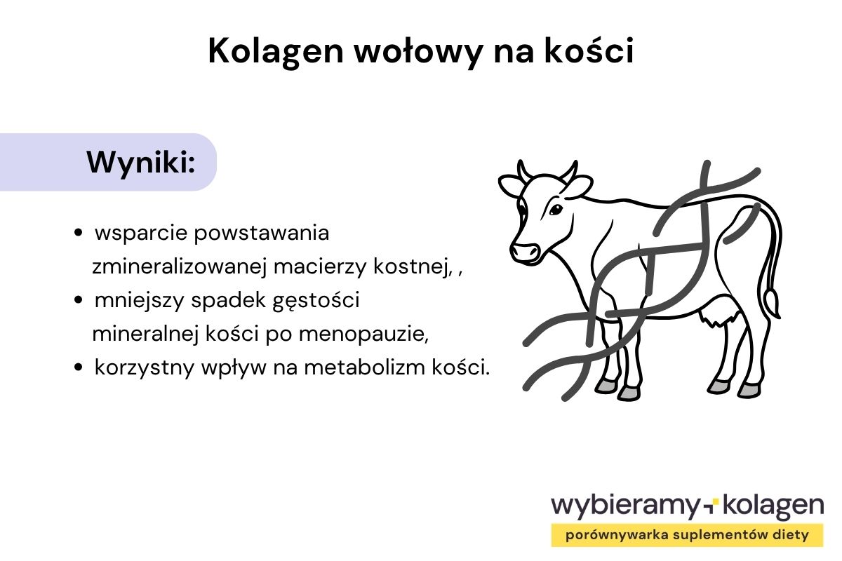 Infografika pokazuje, jak kolagen wołowy wpływa na kości