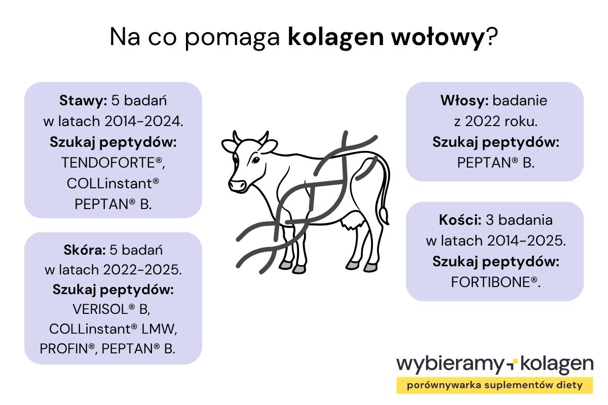 Infografika przedstawia, na co pomaga kolagen wołowy: na stawy, skórę, włosy i kości