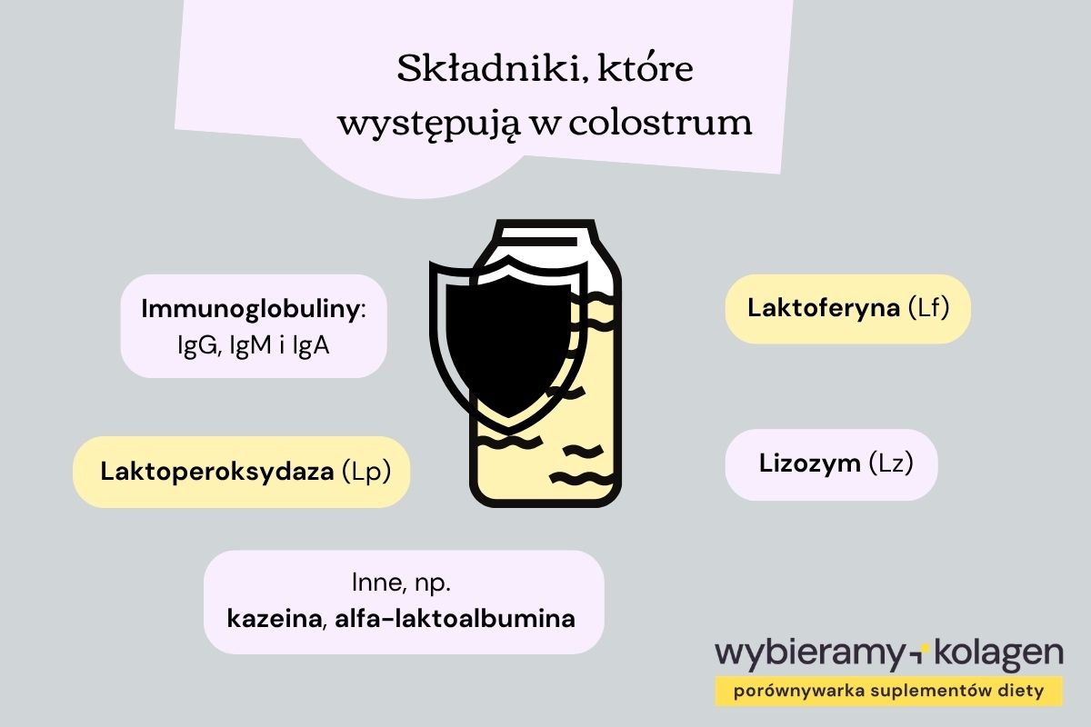 Infografika prezentuje składniki, które występują w colostrum: immunoglobuliny, laktoferynę, laktoperoksydazę, lizozym i inne substancje odpornościowe