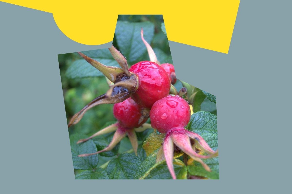 Dzika róża jako świetne źródło naturalnej witaminy C 